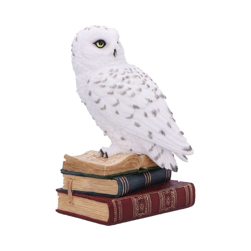 Chouette Harfang des Neiges sur ses livres