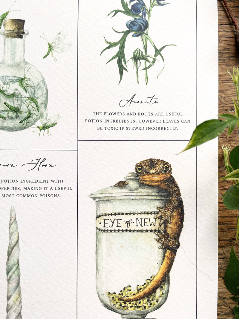 Illustration Ingrédients de Potions magiques – A4 ou A3