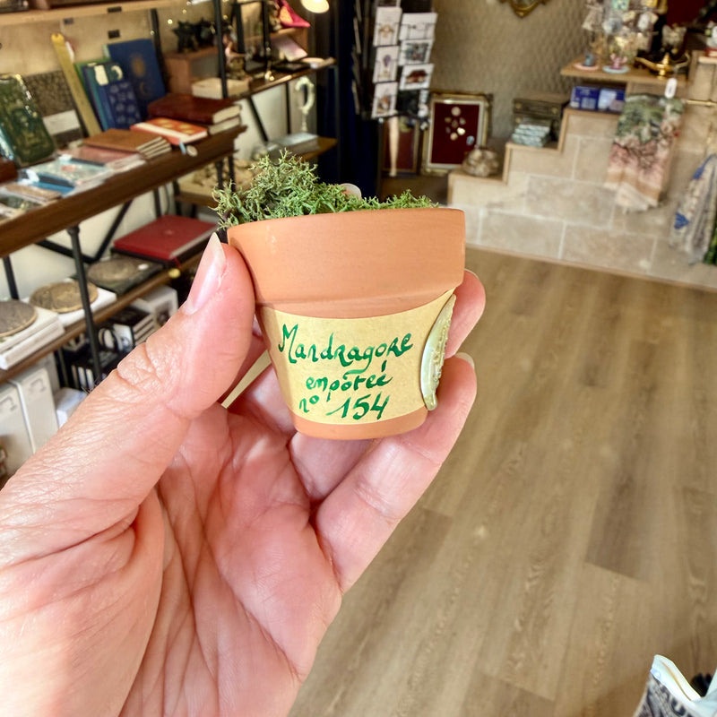 ARTISANAT Mandragore empotée n°154 - Pièce unique