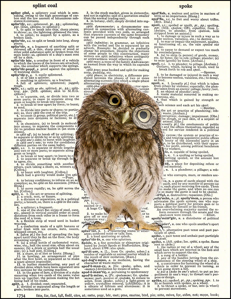 Affiche Vintage – Chouette à monocle sur page de dictionnaire anglais