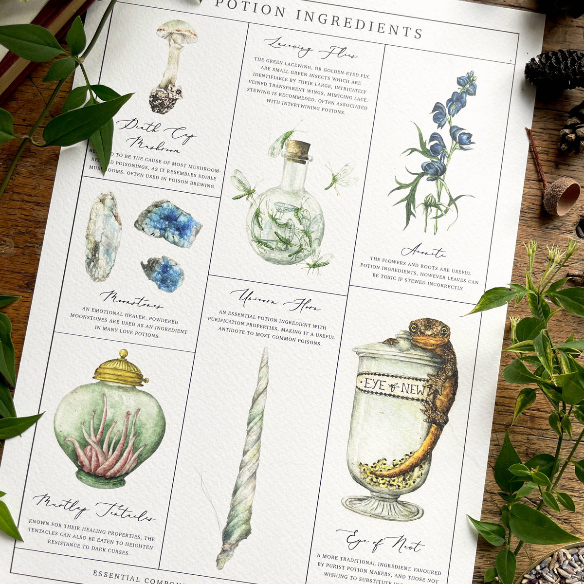 Illustration Ingrédients de Potions magiques – A4 ou A3